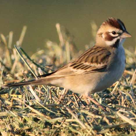 Lark Sparrow