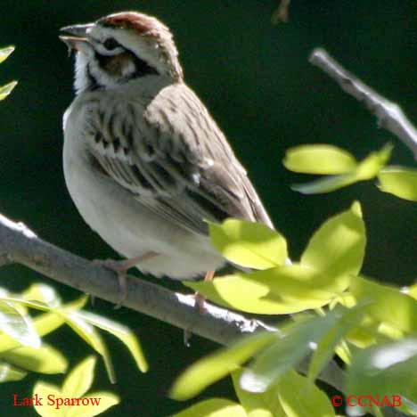 Lark Sparrow