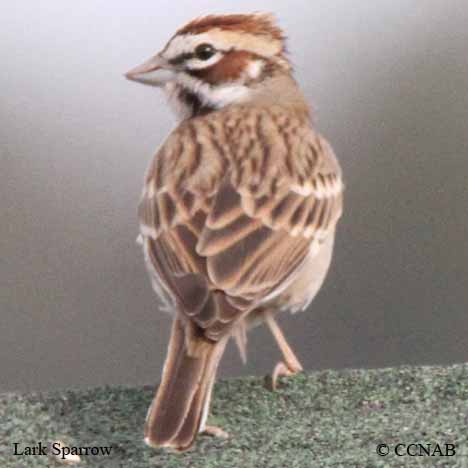 Lark Sparrow