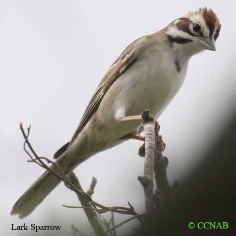 Lark Sparrow