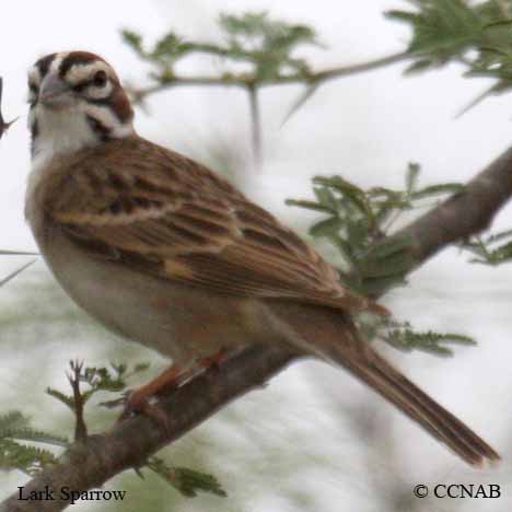 Lark Sparrow