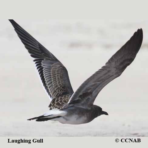 Laughing Gull