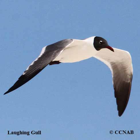 Laughing Gull