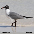 Laughing Gull range map