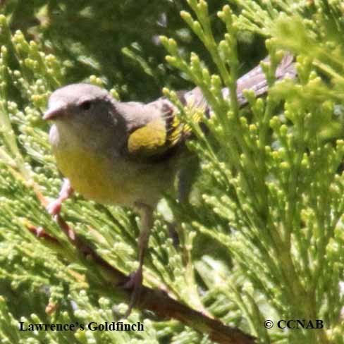 Lawrence's Goldfinch