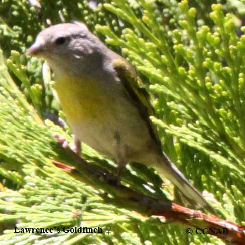 Lawrence's Goldfinch