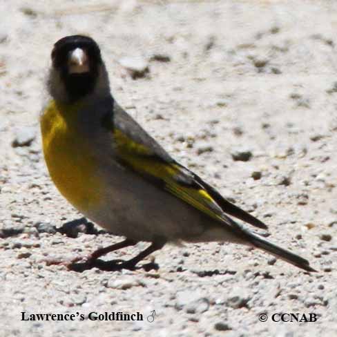 Lawrence's Goldfinch