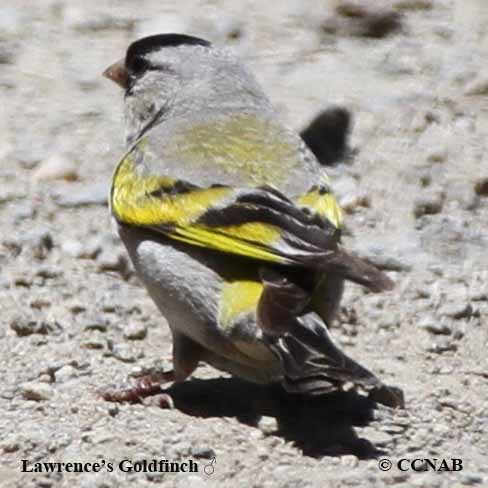 Lawrence's Goldfinch