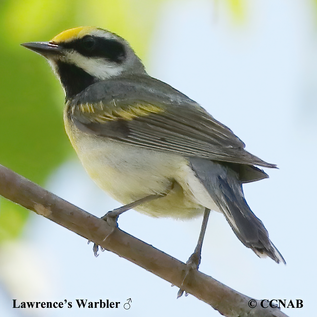 Lawrence's Warbler