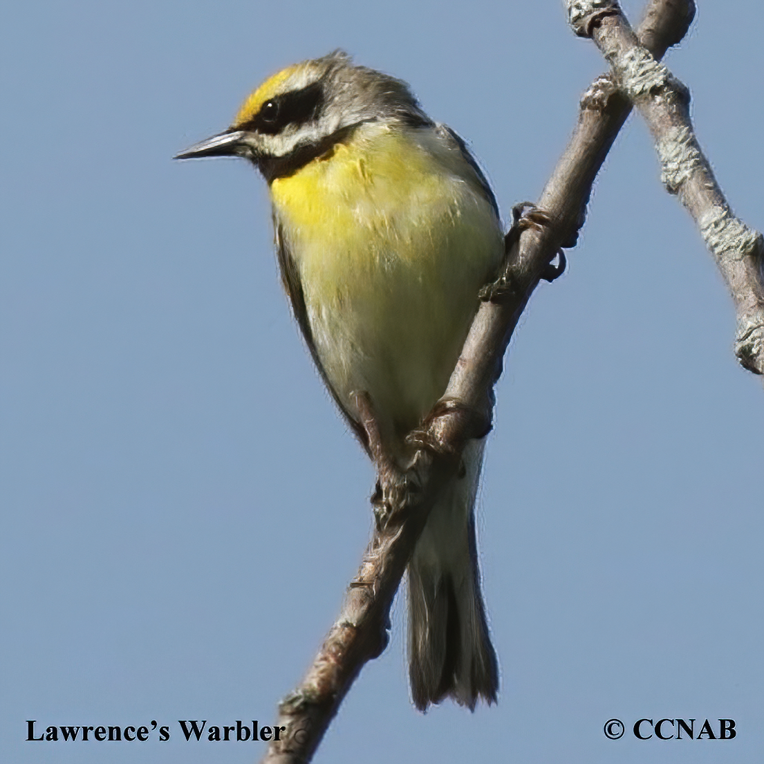 Lawrence's Warbler