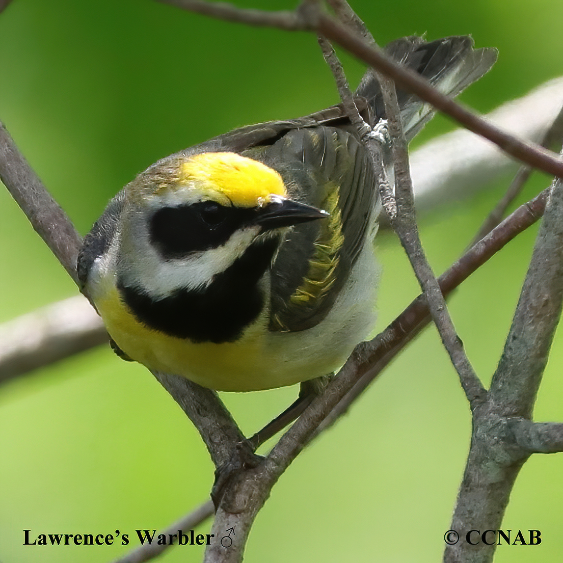 Lawrence's Warbler