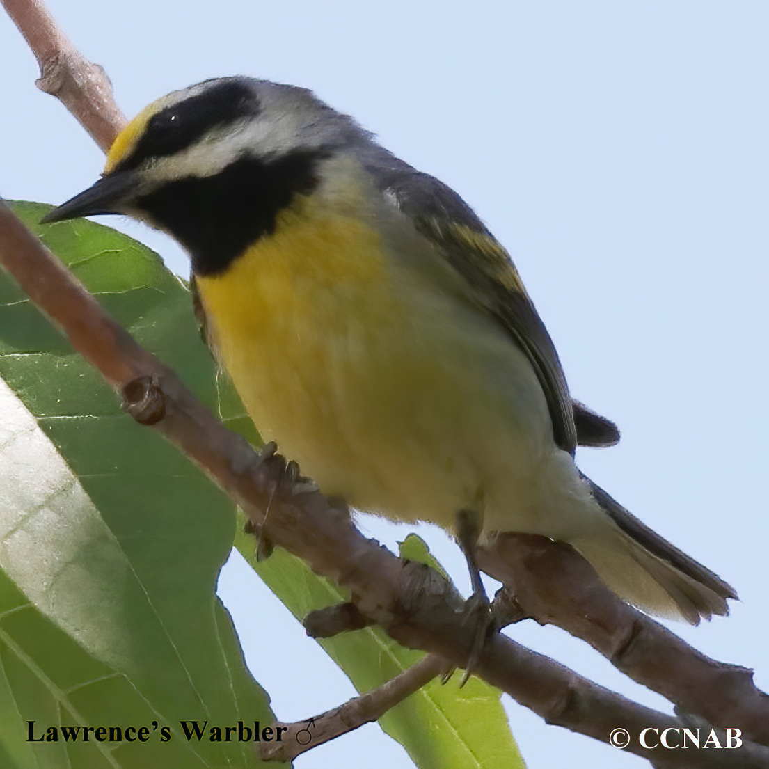 Lawrence's Warbler