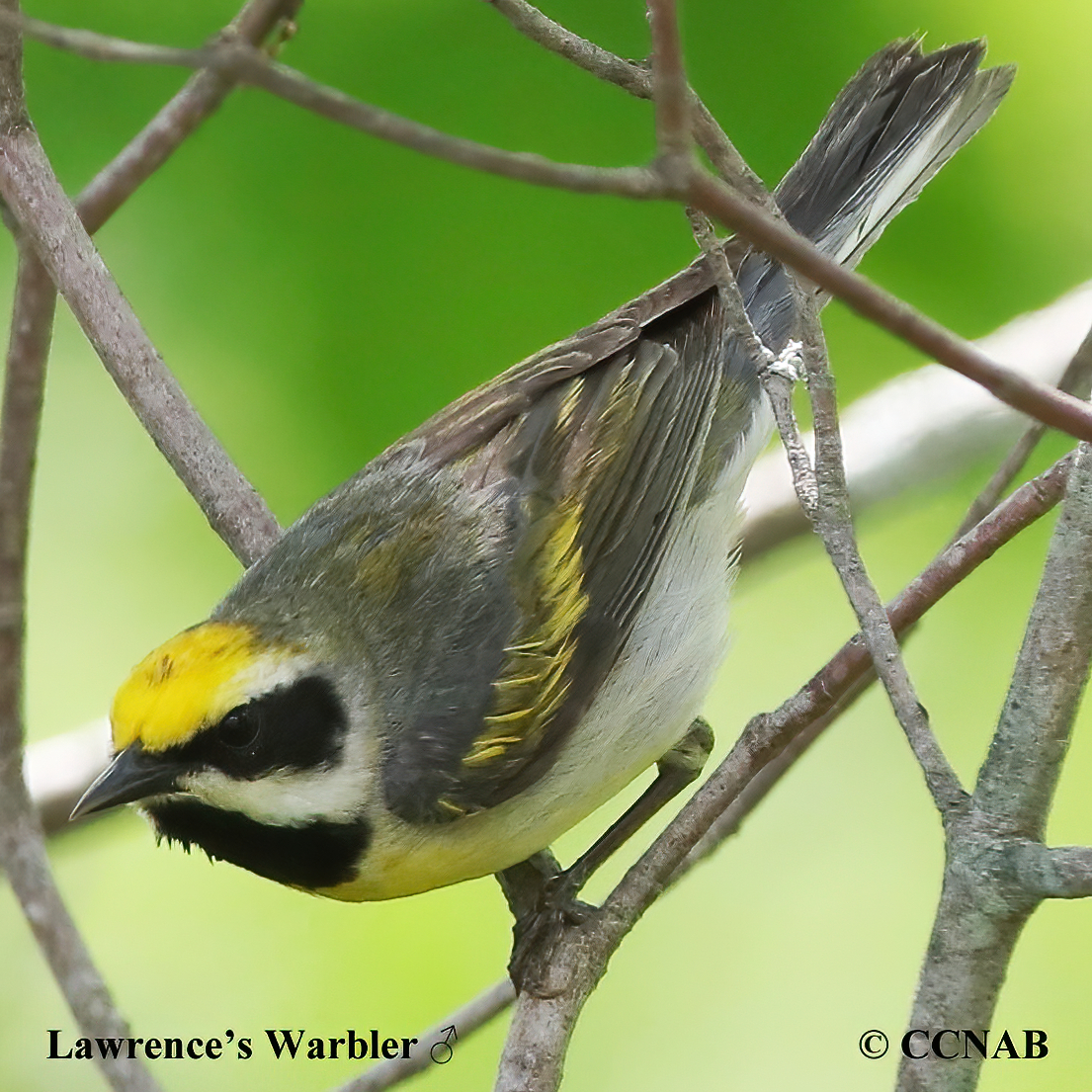 Birds of North America