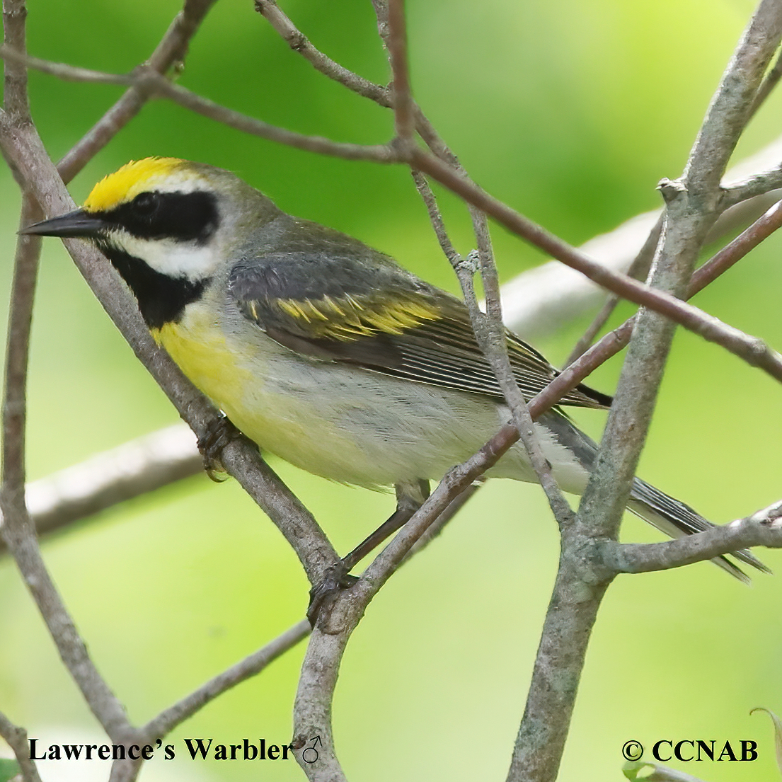 Lawrence's Warbler