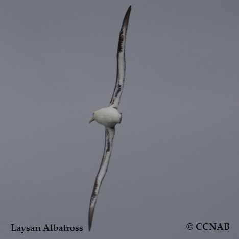 Laysan Albatross