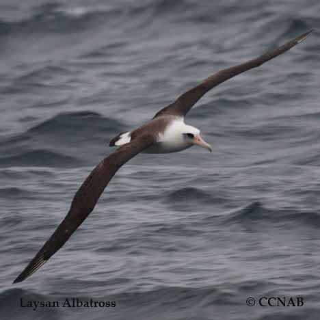 Laysan Albatross