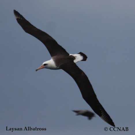 Birds of North America
