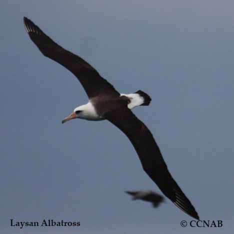 Laysan Albatross