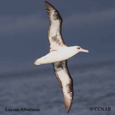 Laysan Albatross