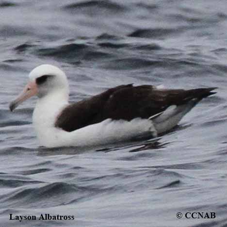 Laysan Albatross