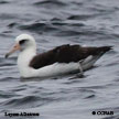 Laysan Albatross range map