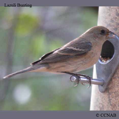 Lazuli Bunting