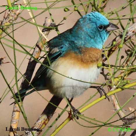 Lazuli Bunting