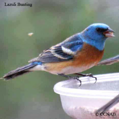 Lazuli Bunting