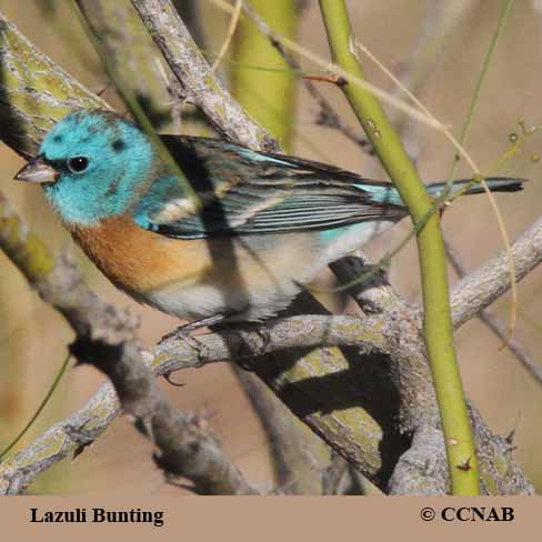 Birds of North America