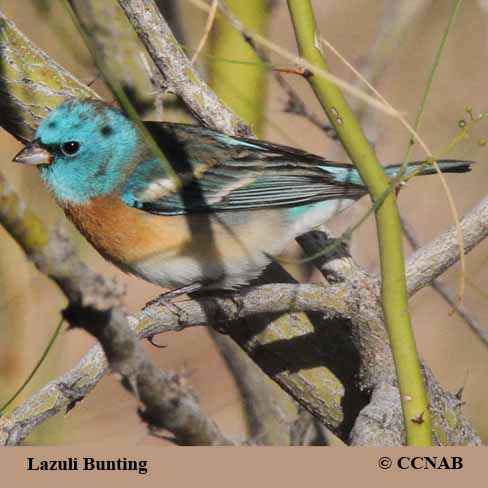 Lazuli Bunting