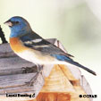 Lazuli Bunting range map