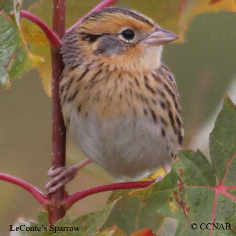 LeConte's Sparrow