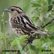 LeConte's Sparrow