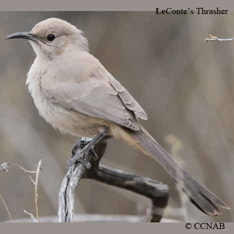 LeConte's Thrasher