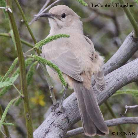 LeConte's Thrasher