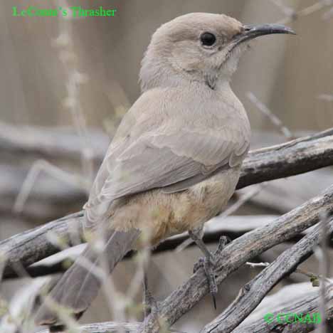 LeConte's Thrasher