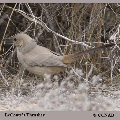 Birds of North America