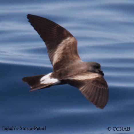 Leach's Storm-Petrel