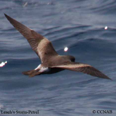 Leach's Storm-Petrel