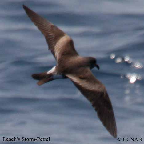 Leach's Storm-Petrel