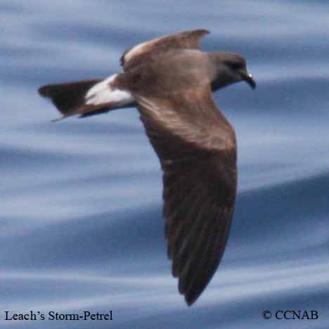 Leach's Storm-Petrel