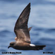 Leach's Storm-Petrel range map