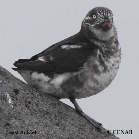 Least Auklet