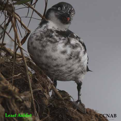 Least Auklet