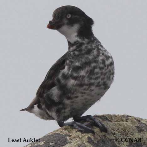 Least Auklet