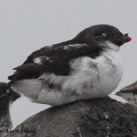 Least Auklet