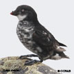 Least Auklet range map