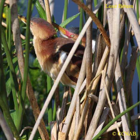 Least Bittern