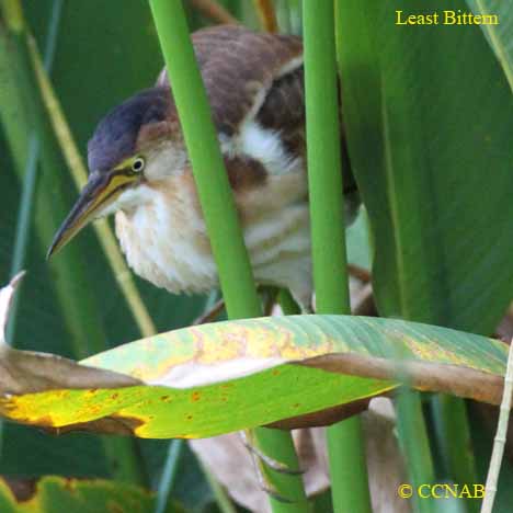 Least Bittern