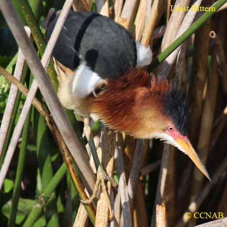 Least Bittern